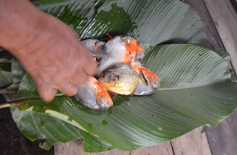 Preparación de dunucuabi (pescado en hojas de japaina). 